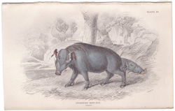 Ethiopian Wart-Hog